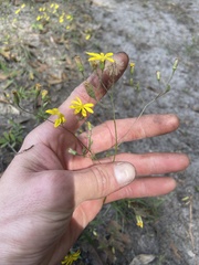 Croptilon divaricatum