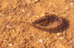 Pholis gunnellus