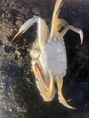Portunidae