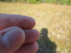 Aristida longespica