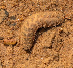 Lepidonotus squamatus
