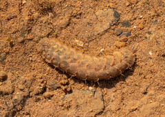 Lepidonotus squamatus