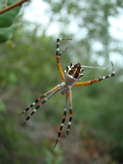 Argiope florida