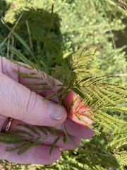 Desmanthus illinoensis