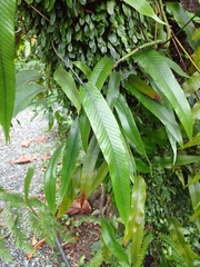 Pyrrosia lingua