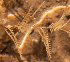 Hydrallmania falcata