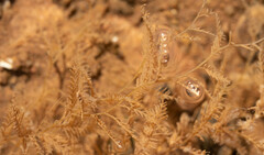 Hydrallmania falcata