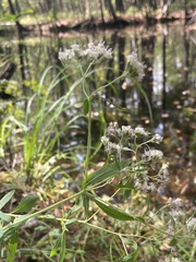Eupatorium semiserratum