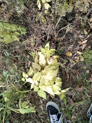 Aegopodium podagraria