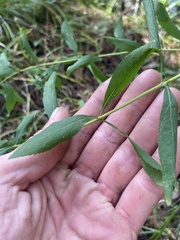 Eupatorium semiserratum