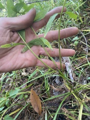 Eupatorium semiserratum