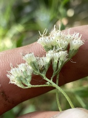Eupatorium semiserratum