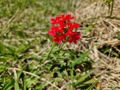 Glandularia peruviana