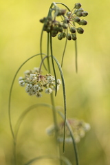 Asclepias linearis