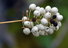 Actaea rubra neglecta