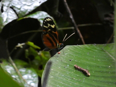 Hypothyris semifulva