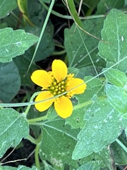 Sclerocarpus uniserialis