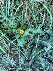 Sclerocarpus uniserialis