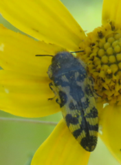 Acmaeodera decipiens