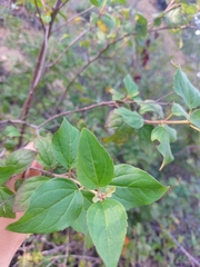 Viburnum rufidulum