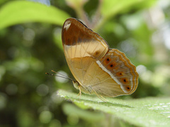 Cirrochroa orissa
