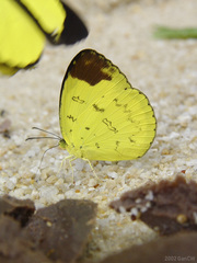 Eurema simulatrix