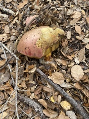 Rubroboletus eastwoodiae