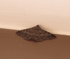 Polydesma boarmoides