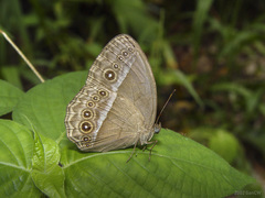 Mycalesis orseis