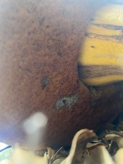 Rubroboletus eastwoodiae