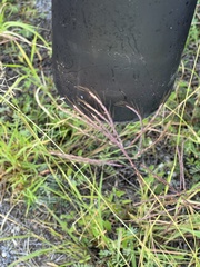 Bothriochloa bladhii