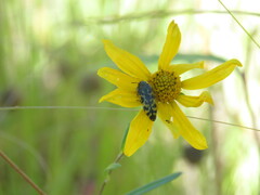 Acmaeodera decipiens