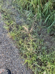 Bothriochloa bladhii