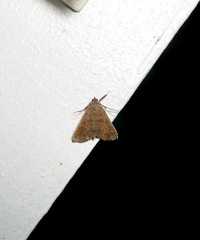 Bleptina caradrinalis