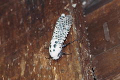 Zeuzera multistrigata