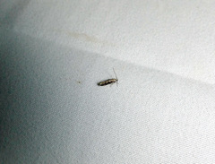 Coleotechnites florae