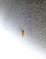 Bucculatrix coronatella