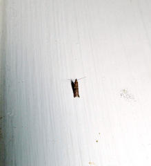 Moodna ostrinella