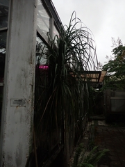 Beaucarnea recurvata