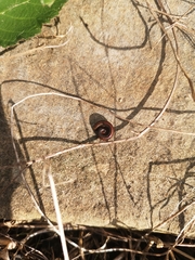 Diplopoda