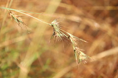 Themeda quadrivalvis