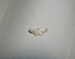 Idaea tacturata