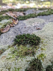 Ulota crispa