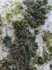 Ulota crispa