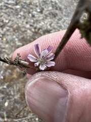 Stephanomeria virgata