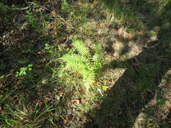 Pelazoneuron kunthii