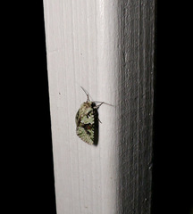 Lacinipolia implicata