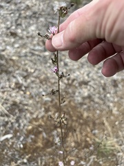 Stephanomeria virgata