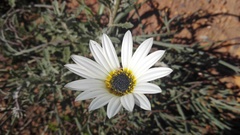 Arctotis pinnatifida