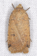 Abagrotis cupida